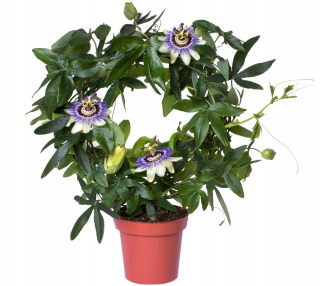 Passiflora MUČENKA MODRÁ (Passiflora caerulea) Sadenice s kvetmi P13